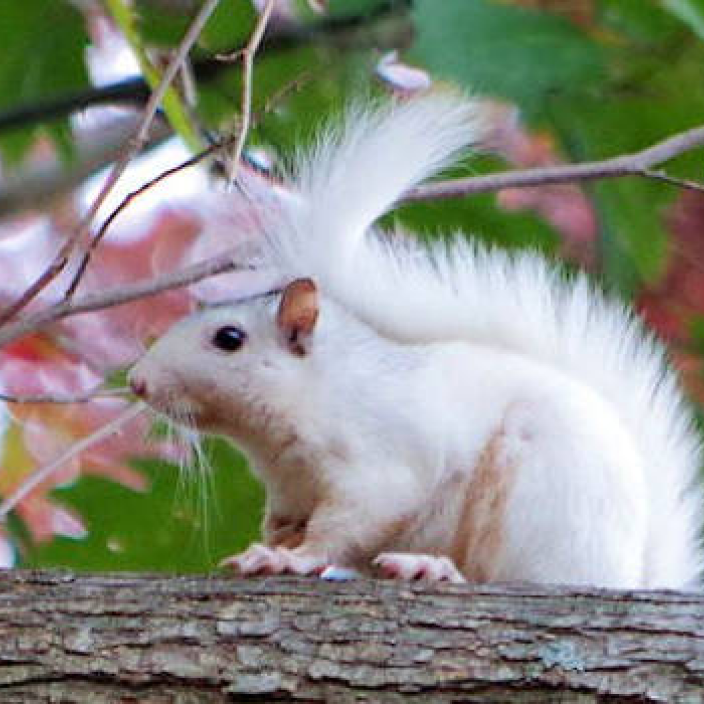 Brevard White Squirell